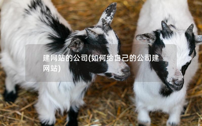 建网站的公司(如何给自己的公司建网站)